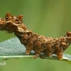 Dvijuostis lenktasparnis - Falcaria lacertinaria, vikšras  | Fotografijos autorius : Gintautas Steiblys | © Macrogamta.lt | Šis tinklapis priklauso bendruomenei kuri domisi makro fotografija ir fotografuoja gyvąjį makro pasaulį.