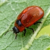 Dygblauzdis - Gonioctena sp. | Fotografijos autorius : Gintautas Steiblys | © Macrogamta.lt | Šis tinklapis priklauso bendruomenei kuri domisi makro fotografija ir fotografuoja gyvąjį makro pasaulį.