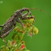 Žiaurioji skerdblakė - Himacerus apterus | Fotografijos autorius : Gintautas Steiblys | © Macrogamta.lt | Šis tinklapis priklauso bendruomenei kuri domisi makro fotografija ir fotografuoja gyvąjį makro pasaulį.