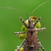 Žiaurioji skerdblakė - Himacerus apterus  | Fotografijos autorius : Gintautas Steiblys | © Macrogamta.lt | Šis tinklapis priklauso bendruomenei kuri domisi makro fotografija ir fotografuoja gyvąjį makro pasaulį.