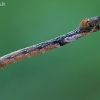 Pilkšvasis žaliasprindis - Hemithea aestivaria, vikšras | Fotografijos autorius : Gintautas Steiblys | © Macrogamta.lt | Šis tinklapis priklauso bendruomenei kuri domisi makro fotografija ir fotografuoja gyvąjį makro pasaulį.