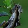 Beržinis kuodis - Pheosia gnoma | Fotografijos autorius : Gintautas Steiblys | © Macrogamta.lt | Šis tinklapis priklauso bendruomenei kuri domisi makro fotografija ir fotografuoja gyvąjį makro pasaulį.