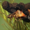 Apsiuvos - Ironoquia dubia lerva ? | Fotografijos autorius : Gintautas Steiblys | © Macrogamta.lt | Šis tinklapis priklauso bendruomenei kuri domisi makro fotografija ir fotografuoja gyvąjį makro pasaulį.