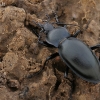 Lygusis puošniažygis - Carabus glabratus | Fotografijos autorius : Gintautas Steiblys | © Macrogamta.lt | Šis tinklapis priklauso bendruomenei kuri domisi makro fotografija ir fotografuoja gyvąjį makro pasaulį.