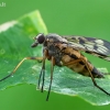 Paprastoji slankmusė - Rhagio scolopaceus | Fotografijos autorius : Gintautas Steiblys | © Macrogamta.lt | Šis tinklapis priklauso bendruomenei kuri domisi makro fotografija ir fotografuoja gyvąjį makro pasaulį.