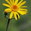 Kalninė arnika - Arnica montana | Fotografijos autorius : Gintautas Steiblys | © Macrogamta.lt | Šis tinklapis priklauso bendruomenei kuri domisi makro fotografija ir fotografuoja gyvąjį makro pasaulį.