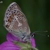 Baltajuostis melsvys - Eumedonia eumedon | Fotografijos autorius : Gintautas Steiblys | © Macrogamta.lt | Šis tinklapis priklauso bendruomenei kuri domisi makro fotografija ir fotografuoja gyvąjį makro pasaulį.