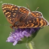 Didžioji šaškytė - Melitaea phoebe | Fotografijos autorius : Gintautas Steiblys | © Macrogamta.lt | Šis tinklapis priklauso bendruomenei kuri domisi makro fotografija ir fotografuoja gyvąjį makro pasaulį.