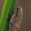 Putinė cikada - Lepyronia coleoptrata | Fotografijos autorius : Gintautas Steiblys | © Macrogamta.lt | Šis tinklapis priklauso bendruomenei kuri domisi makro fotografija ir fotografuoja gyvąjį makro pasaulį.