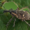 Straubliukas - Lepyrus palustris | Fotografijos autorius : Gintautas Steiblys | © Macrogamta.lt | Šis tinklapis priklauso bendruomenei kuri domisi makro fotografija ir fotografuoja gyvąjį makro pasaulį.