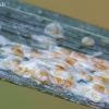Tikrieji skydamariai - Aspidiotus nerii  | Fotografijos autorius : Gintautas Steiblys | © Macrogamta.lt | Šis tinklapis priklauso bendruomenei kuri domisi makro fotografija ir fotografuoja gyvąjį makro pasaulį.