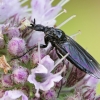 Storakojis uodas - Bibio sp. | Fotografijos autorius : Gintautas Steiblys | © Macrogamta.lt | Šis tinklapis priklauso bendruomenei kuri domisi makro fotografija ir fotografuoja gyvąjį makro pasaulį.