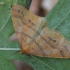 Auksasprindis - Agriopis aurantiaria | Fotografijos autorius : Gintautas Steiblys | © Macrogamta.lt | Šis tinklapis priklauso bendruomenei kuri domisi makro fotografija ir fotografuoja gyvąjį makro pasaulį.