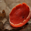Austriškoji plačiataurė - Sarcoscypha austriaca | Fotografijos autorius : Gintautas Steiblys | © Macrogamta.lt | Šis tinklapis priklauso bendruomenei kuri domisi makro fotografija ir fotografuoja gyvąjį makro pasaulį.