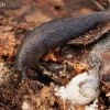 Miškinis šliaužlys - Lehmannia marginata  | Fotografijos autorius : Gintautas Steiblys | © Macrogamta.lt | Šis tinklapis priklauso bendruomenei kuri domisi makro fotografija ir fotografuoja gyvąjį makro pasaulį.