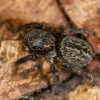 Juodakaktis nėriniuotis - Euophrys frontalis ♀ | Fotografijos autorius : Gintautas Steiblys | © Macrogamta.lt | Šis tinklapis priklauso bendruomenei kuri domisi makro fotografija ir fotografuoja gyvąjį makro pasaulį.