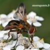 Dygliamusė - Ectophasia crassipennis  | Fotografijos autorius : Gintautas Steiblys | © Macrogamta.lt | Šis tinklapis priklauso bendruomenei kuri domisi makro fotografija ir fotografuoja gyvąjį makro pasaulį.