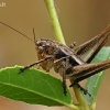 Žiogas ?? | Fotografijos autorius : Gintautas Steiblys | © Macrogamta.lt | Šis tinklapis priklauso bendruomenei kuri domisi makro fotografija ir fotografuoja gyvąjį makro pasaulį.