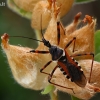 Plėšriablakė - Rhynocoris punctiventris | Fotografijos autorius : Gintautas Steiblys | © Macrogamta.lt | Šis tinklapis priklauso bendruomenei kuri domisi makro fotografija ir fotografuoja gyvąjį makro pasaulį.