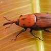 Raudonasis palminis straubliukas - Rhynchophorus ferrugineus, patinas | Fotografijos autorius : Gintautas Steiblys | © Macrogamta.lt | Šis tinklapis priklauso bendruomenei kuri domisi makro fotografija ir fotografuoja gyvąjį makro pasaulį.