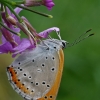 Didysis auksinukas - Lycaena dispar | Fotografijos autorius : Gintautas Steiblys | © Macrogamta.lt | Šis tinklapis priklauso bendruomenei kuri domisi makro fotografija ir fotografuoja gyvąjį makro pasaulį.