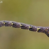 Miškinis šeriasprindis - Lycia hirtaria, vikšras juv. | Fotografijos autorius : Gintautas Steiblys | © Macrogamta.lt | Šis tinklapis priklauso bendruomenei kuri domisi makro fotografija ir fotografuoja gyvąjį makro pasaulį.