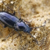 Barzdukžygis - Metallina pygmaea (=Bembidion pygmaeus) | Fotografijos autorius : Gintautas Steiblys | © Macrogamta.lt | Šis tinklapis priklauso bendruomenei kuri domisi makro fotografija ir fotografuoja gyvąjį makro pasaulį.