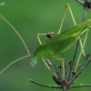 Lakštasparnis pjūklius - Phaneroptera falcata | Fotografijos autorius : Gintautas Steiblys | © Macrogamta.lt | Šis tinklapis priklauso bendruomenei kuri domisi makro fotografija ir fotografuoja gyvąjį makro pasaulį.