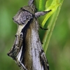Beržinis kuodis - Pheosia gnoma | Fotografijos autorius : Gintautas Steiblys | © Macrogamta.lt | Šis tinklapis priklauso bendruomenei kuri domisi makro fotografija ir fotografuoja gyvąjį makro pasaulį.