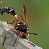 Lenktapilvė musė - Physocephala rufipes  | Fotografijos autorius : Gintautas Steiblys | © Macrogamta.lt | Šis tinklapis priklauso bendruomenei kuri domisi makro fotografija ir fotografuoja gyvąjį makro pasaulį.