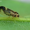 Blakutė - Psyllopsis fraxini | Fotografijos autorius : Gintautas Steiblys | © Macrogamta.lt | Šis tinklapis priklauso bendruomenei kuri domisi makro fotografija ir fotografuoja gyvąjį makro pasaulį.