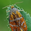 Švinajuostis lapsukis - Ptycholoma lecheana | Fotografijos autorius : Gintautas Steiblys | © Macrogamta.lt | Šis tinklapis priklauso bendruomenei kuri domisi makro fotografija ir fotografuoja gyvąjį makro pasaulį.