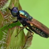 Plokščiamusė - Chloromyia formosa | Fotografijos autorius : Gintautas Steiblys | © Macrogamta.lt | Šis tinklapis priklauso bendruomenei kuri domisi makro fotografija ir fotografuoja gyvąjį makro pasaulį.