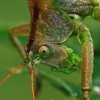 Žiogas giesmininkas - Tettigonia cantans | Fotografijos autorius : Gintautas Steiblys | © Macrogamta.lt | Šis tinklapis priklauso bendruomenei kuri domisi makro fotografija ir fotografuoja gyvąjį makro pasaulį.