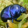 Žvilgantysis mėšlavabalis - Trypocopris vernalis  | Fotografijos autorius : Gintautas Steiblys | © Macrogamta.lt | Šis tinklapis priklauso bendruomenei kuri domisi makro fotografija ir fotografuoja gyvąjį makro pasaulį.