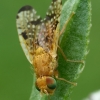 Margasparnė - Xyphosia miliaria  | Fotografijos autorius : Gintautas Steiblys | © Macrogamta.lt | Šis tinklapis priklauso bendruomenei kuri domisi makro fotografija ir fotografuoja gyvąjį makro pasaulį.