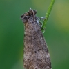 Drebulinis pūkanugaris - Ochropacha duplaris  | Fotografijos autorius : Gintautas Steiblys | © Macrogamta.lt | Šis tinklapis priklauso bendruomenei kuri domisi makro fotografija ir fotografuoja gyvąjį makro pasaulį.