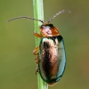 Paprastasis lipikiukas - Sermylassa halensis | Fotografijos autorius : Gintautas Steiblys | © Macrogamta.lt | Šis tinklapis priklauso bendruomenei kuri domisi makro fotografija ir fotografuoja gyvąjį makro pasaulį.