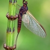 Lašalas | Fotografijos autorius : Gintautas Steiblys | © Macrogamta.lt | Šis tinklapis priklauso bendruomenei kuri domisi makro fotografija ir fotografuoja gyvąjį makro pasaulį.