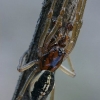 Juostuotasis gūžokas - Pachygnatha clercki ♂  | Fotografijos autorius : Gintautas Steiblys | © Macrogamta.lt | Šis tinklapis priklauso bendruomenei kuri domisi makro fotografija ir fotografuoja gyvąjį makro pasaulį.