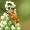 Margasparnė - Xyphosia miliaria  | Fotografijos autorius : Gintautas Steiblys | © Macrogamta.lt | Šis tinklapis priklauso bendruomenei kuri domisi makro fotografija ir fotografuoja gyvąjį makro pasaulį.