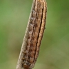 Tamsiajuostis dirvinukas - Xestia sexstrigata, vikšras | Fotografijos autorius : Gintautas Steiblys | © Macrogamta.lt | Šis tinklapis priklauso bendruomenei kuri domisi makro fotografija ir fotografuoja gyvąjį makro pasaulį.