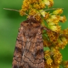 Tamsiajuostis dirvinukas - Xestia sexstrigata | Fotografijos autorius : Gintautas Steiblys | © Macrogamta.lt | Šis tinklapis priklauso bendruomenei kuri domisi makro fotografija ir fotografuoja gyvąjį makro pasaulį.