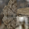 Mėlyninis žievėsprindis - Ectropis crepuscularia | Fotografijos autorius : Gintautas Steiblys | © Macrogamta.lt | Šis tinklapis priklauso bendruomenei kuri domisi makro fotografija ir fotografuoja gyvąjį makro pasaulį.