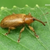 Drebulinis gluosniastraublis - Dorytomus tortrix  | Fotografijos autorius : Gintautas Steiblys | © Macrogamta.lt | Šis tinklapis priklauso bendruomenei kuri domisi makro fotografija ir fotografuoja gyvąjį makro pasaulį.