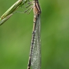 Mėlynoji strėliukė - Enallagma cyathigerum, patelė  | Fotografijos autorius : Gintautas Steiblys | © Macrogamta.lt | Šis tinklapis priklauso bendruomenei kuri domisi makro fotografija ir fotografuoja gyvąjį makro pasaulį.