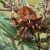 Gūbriuotasis kryžiuotis - Araneus angulatus | Fotografijos autorius : Algirdas Vilkas | © Macrogamta.lt | Šis tinklapis priklauso bendruomenei kuri domisi makro fotografija ir fotografuoja gyvąjį makro pasaulį.