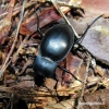 Carabus glabratus - Lygusis puošniažygis | Fotografijos autorius : Algirdas Vilkas | © Macrogamta.lt | Šis tinklapis priklauso bendruomenei kuri domisi makro fotografija ir fotografuoja gyvąjį makro pasaulį.