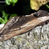 Ligustrinis sfinksas - Sphinx ligustri  | Fotografijos autorius : Algirdas Vilkas | © Macrogamta.lt | Šis tinklapis priklauso bendruomenei kuri domisi makro fotografija ir fotografuoja gyvąjį makro pasaulį.