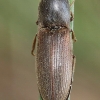 Pasėlinis dirvaspragšis - Agriotes sputator | Fotografijos autorius : Algirdas Vilkas | © Macrogamta.lt | Šis tinklapis priklauso bendruomenei kuri domisi makro fotografija ir fotografuoja gyvąjį makro pasaulį.